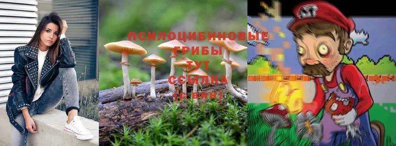 где можно купить   Фролово  Псилоцибиновые грибы Psilocybe 