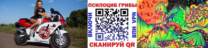 купить наркотик  Фролово  Галлюциногенные грибы Psilocybe 